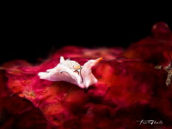 RED PLANET
Psychedelic batwing slug by Ton Ghela 